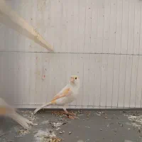 یک جفت قناری موزاییکی|پرنده|فردیس, فردیس|دیوار