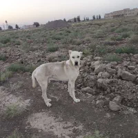 سگ رمه ای|سگ|تربت جام, معدآباد|دیوار
