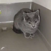 فروش گربه اسکاتیش ۳ ماهه