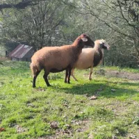 یک جفت گوسفند بالغ|حیوانات مزرعه|لاهیجان, لفمجان|دیوار