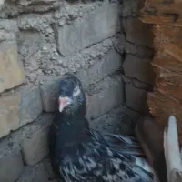 کبوتررنگی