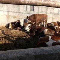 گاو نر سمینتال گوشتی|حیوانات مزرعه|هشترود, |دیوار