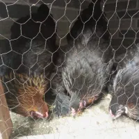 مرغ سیاه نژاد برهما