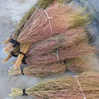 20دسته جارو دسته بزرگ روستایی کتوله ساری|لوازم نظافت|کوهدشت, |دیوار