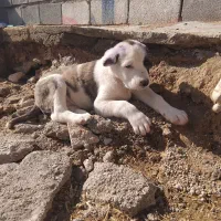 واگذاری سگ|سگ|شیروان (خراسان), |دیوار