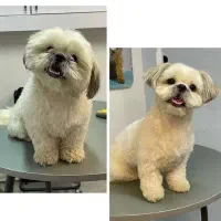 اصلاح موی حیوانات