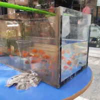 آکواریوم فروشی