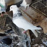 طوقی نر|پرنده|شادگان, |دیوار