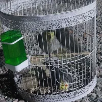 عروس هلندی قشنگ