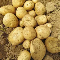 سیب زمینی برای کاشت