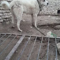 توله قدرجونی