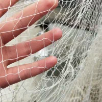 سالی ماهیگیری