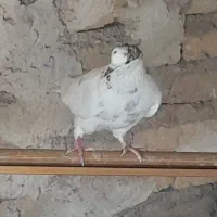 کبوتر