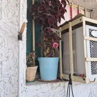 گل حسن یوسف