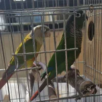 طوطی گرینیچ