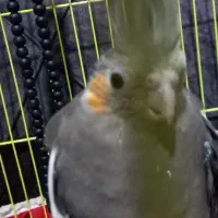 عروس هلندی|پرنده|چالوس, |دیوار