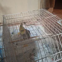 عروس هلندی نر مست آماده جفت گیری