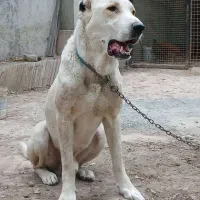 سگ نگهبان، افغان آلابای|سگ|شهریار, شهریار|دیوار