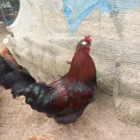 معاوضه خروس بامرغ