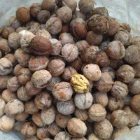 گردو تازە امسالی|خدمات باغبانی و درختکاری|مریوان, |دیوار