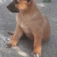 توله سرابی اصیل نرو ماده|سگ|کرج, فاز ۴ مهرشهر|دیوار