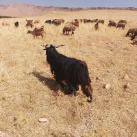 بزنر|حیوانات مزرعه|کوهدشت, |دیوار