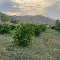 فروش-باغ-و-باغچه-شهری-در-بام-گچساران