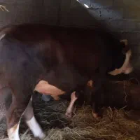 گاونر ورزا سیمینتال اصیل|حیوانات مزرعه|رشت, فرودگاه سردار جنگل رشت|دیوار