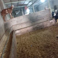 شیر گوسفندی|حیوانات مزرعه|بشاریات, |دیوار