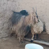 بز دوقلو زا