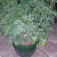 تعدادی گل شفلرا سبز زیبا