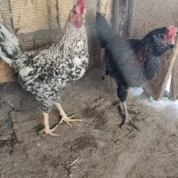 مرغ وخروس خوشگل