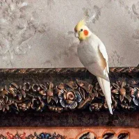 عروس هلندی گمشده (+مژدگانی)|حیوانات|اهر, |دیوار