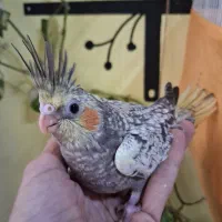 فروش عروس هلندی|پرنده|بندر انزلی, آخرخط|دیوار