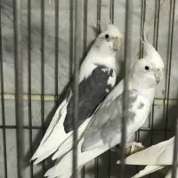 عروس هلندی