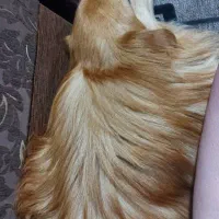 سگ اشپیتز نر جهت کشش دارم