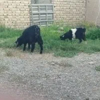 بزغاله ماده