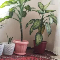 دوگل سرحال|گل و گیاه طبیعی|سردرود, |دیوار