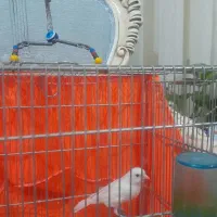 قناری نر|پرنده|ری, علایین|دیوار