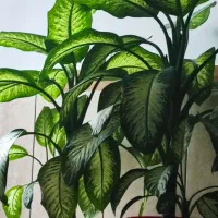 گل دیفن باخیا