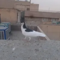 کبوتر رنگی|پرنده|تهران, سبلان|دیوار