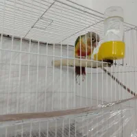 جفت گرینچیک خونگی|پرنده|بیرجند, |دیوار