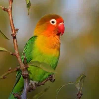 طوطی برزیلی عروس هلندی