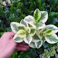 گلهای آپارتمانی