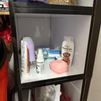 سگ شیتزو مالتیز|سگ|خرمآباد, |دیوار