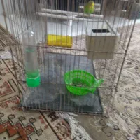 مرغ عشق|پرنده|مشهد, بهارستان|دیوار