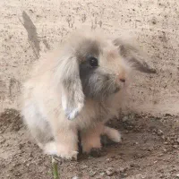 خرگوش لوپ اصل هردو گوش افتاده