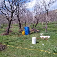 باغبانی وقلم زدن هرس کاری|خدمات باغبانی و درختکاری|مشهد, رسالت|دیوار