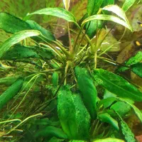 گیاه آنوبیاس زیبا