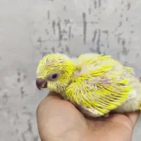 جوجه راهب و گرینچیک سرلاکی